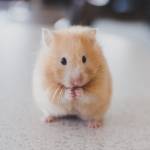 Pépite