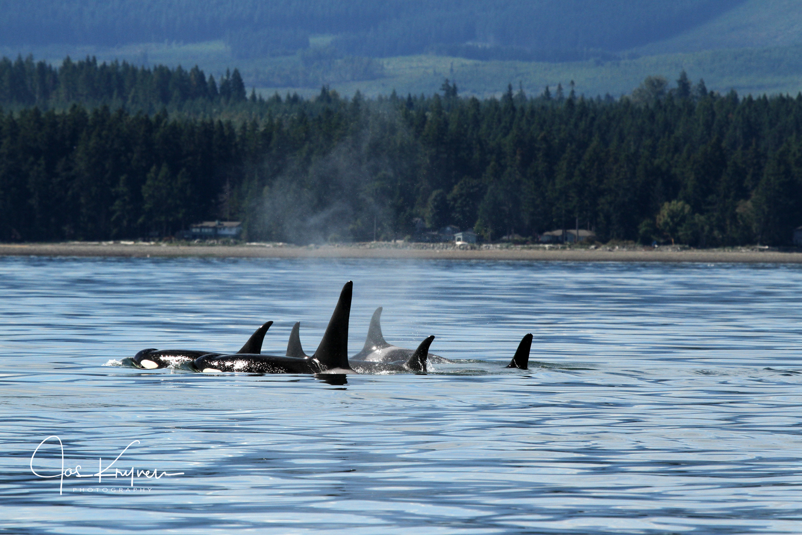 Vancouver Island Whale Watching | Adventure Tour Operators |