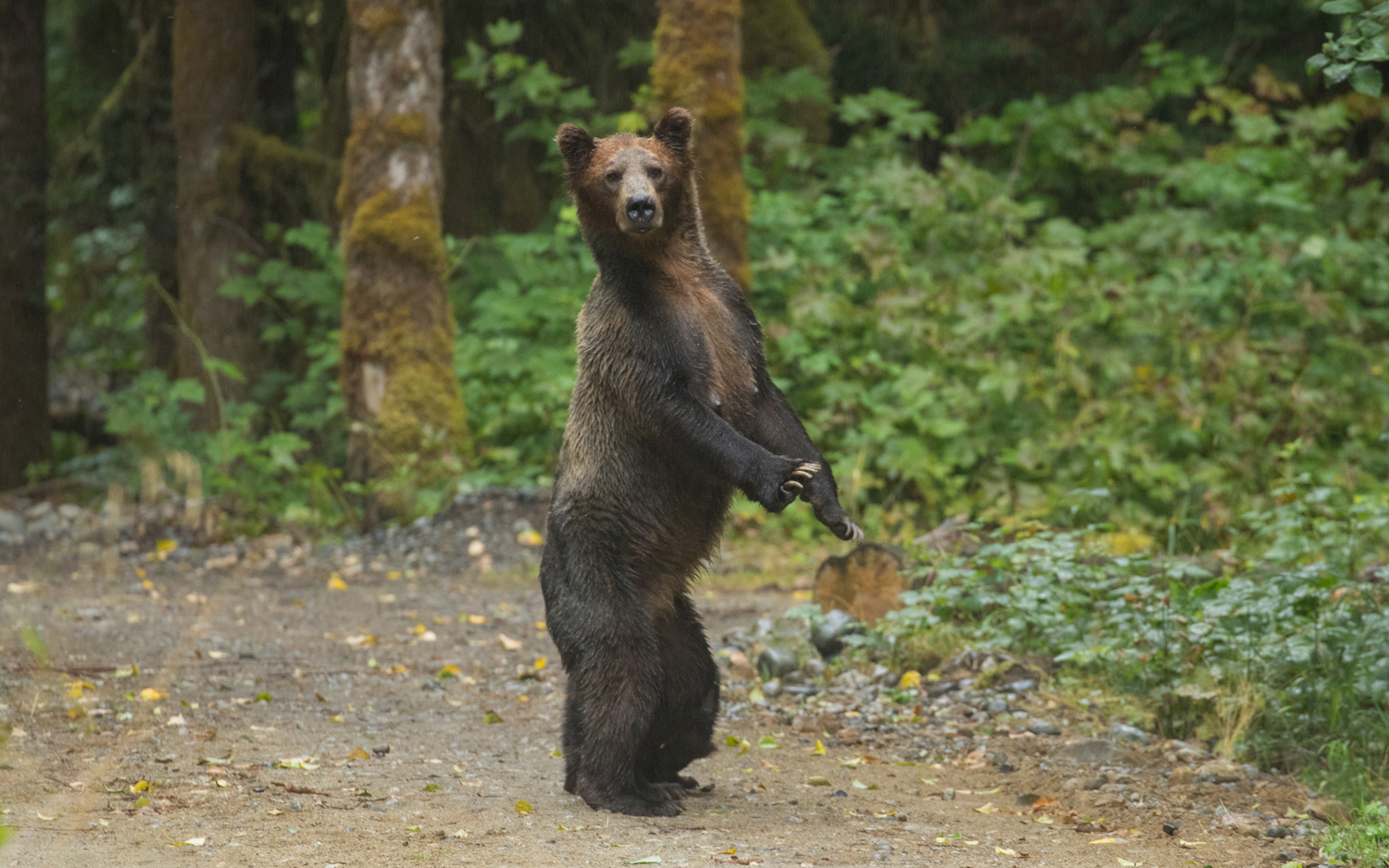 Grizzly Bear Tours Campbell River | Grizzly Expedition Tour |