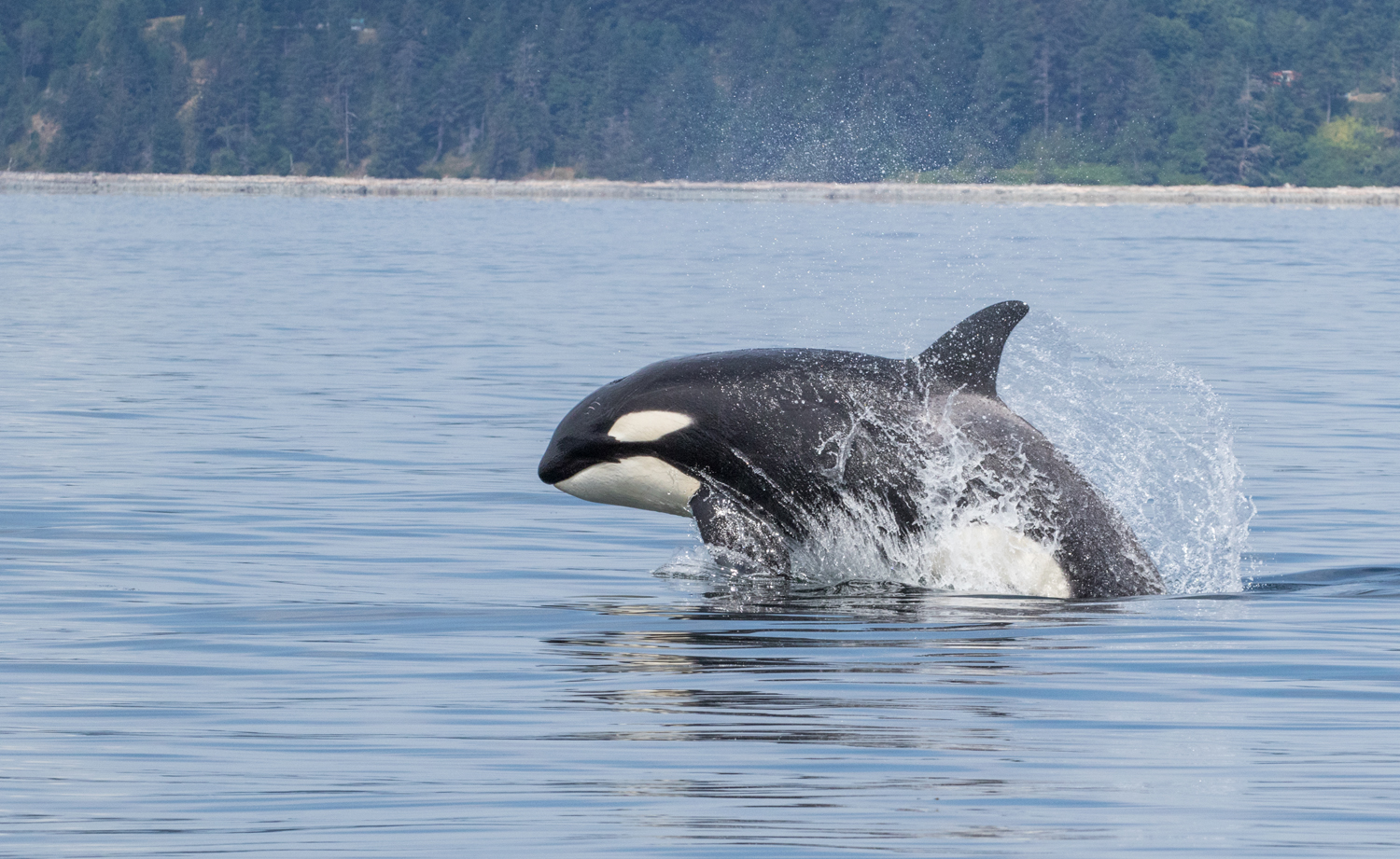 Whale Watching Tours | Whale and Qrizzly Bear Tours |
