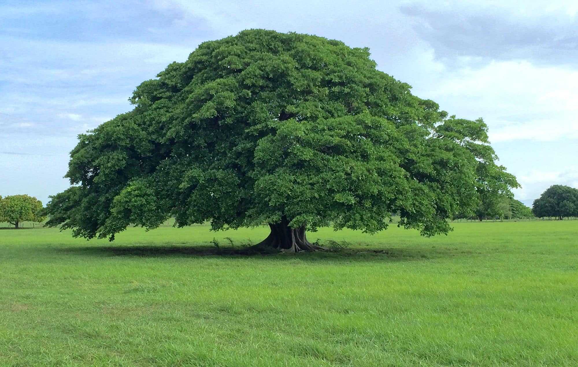 Plantons des arbres