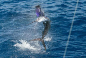 Manuel Antonio Tours with Quepos Fishing Packages