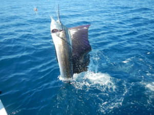 Affordable Beach Resort in Quepos with Quepos Fishing Packages