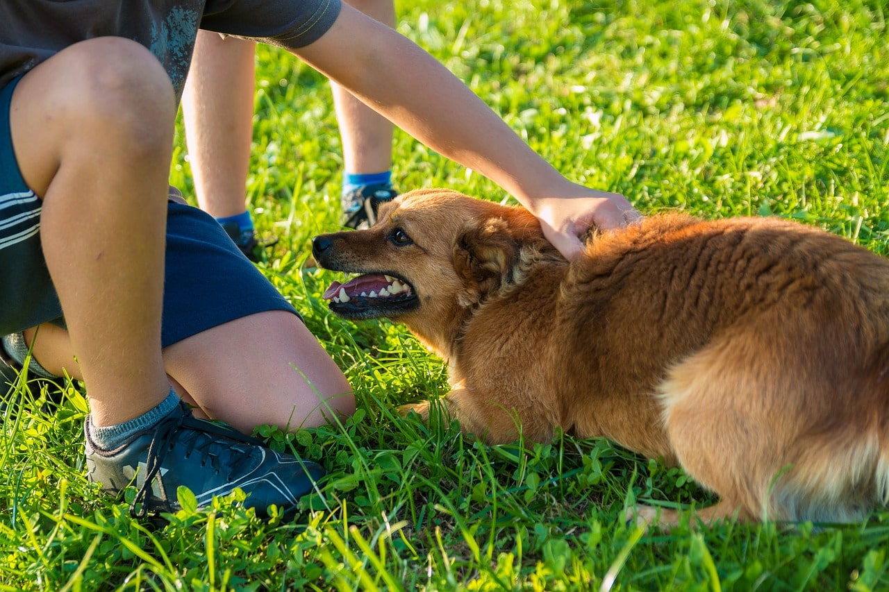 Rescue Dog's Relationship With Her Sitter Is Adorable - Limit Dog