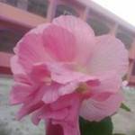 Sagor Roy