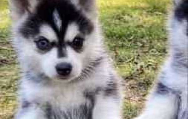 Puppy saberian husky