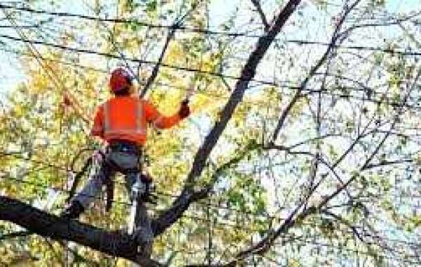 Tree pruning Auckland