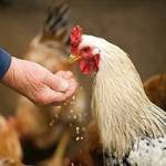 Cowtown Feed & Livestock