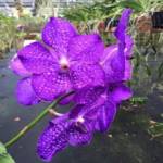 Banjong Orchids