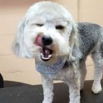 South Paw's Grooming of Edmond Oklahoma