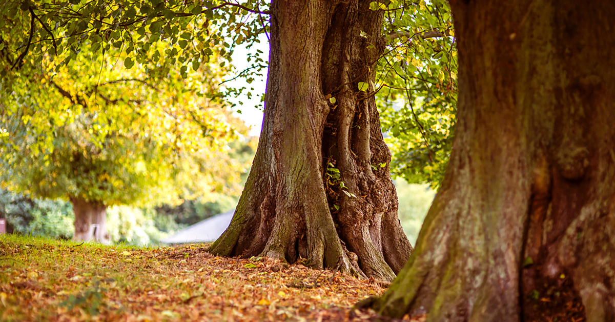 Morris Cremation Services Washington DC