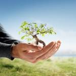 Southern Tree Experts