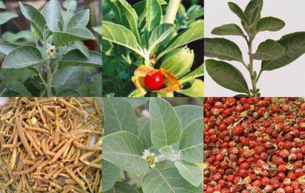 What Are the Advantages of Ashwagandha For the Body?