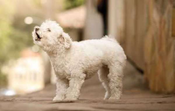 Best Rated Shock Collar For Small Dogs