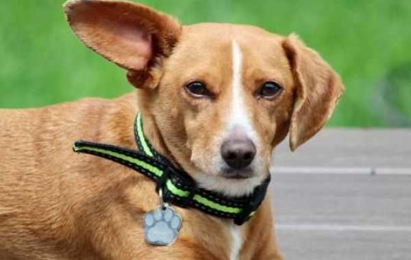 Top Rated Small Dog Bark Collar With Remote