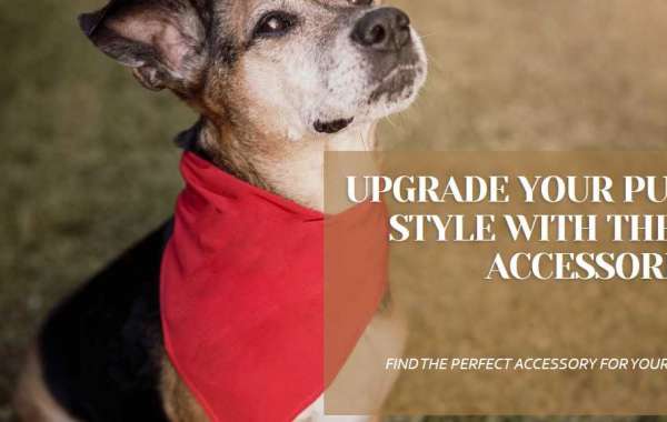 Essential Dog Accessories to Enhance Your Pup's Wardrobe