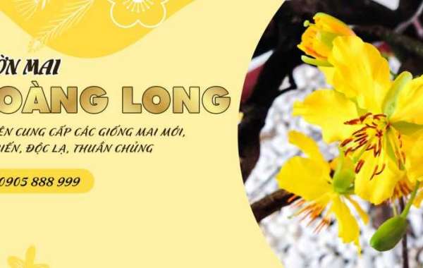 Làng Mai Vàng Chào Đón Tết Nguyên Đán Giáp Thìn 2024