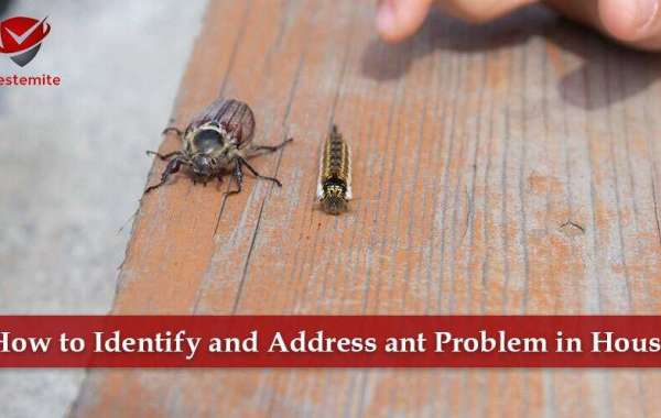 How to Identify and Address ant Problem in House?