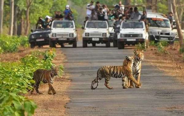 Ranthambore Tiger safari Sawai Madhopur | Ranthambore National Park | ranthambore wildlife sanctuary
