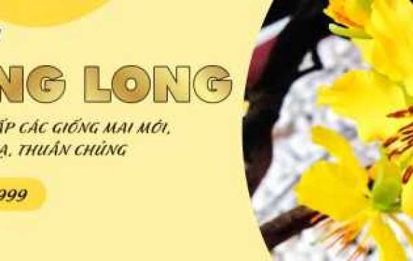 Tìm Hiểu Giống Mai Vàng Nguyên Thuỷ