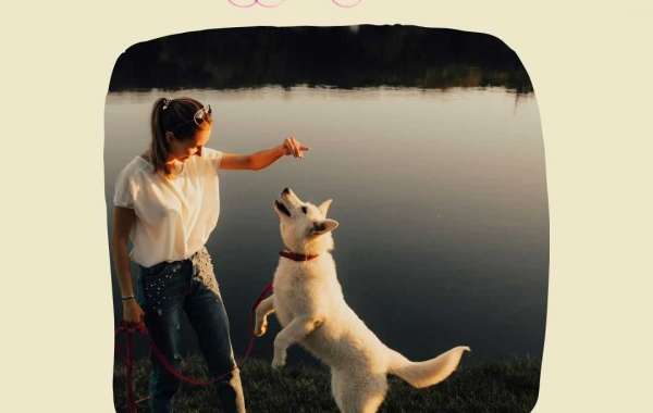 Build Trust and Respect: Positive Dog Training Methods for Lasting Results