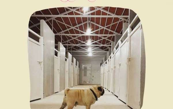 Discover Top Canine Training Near Me: Transform Your Dog's Behavior