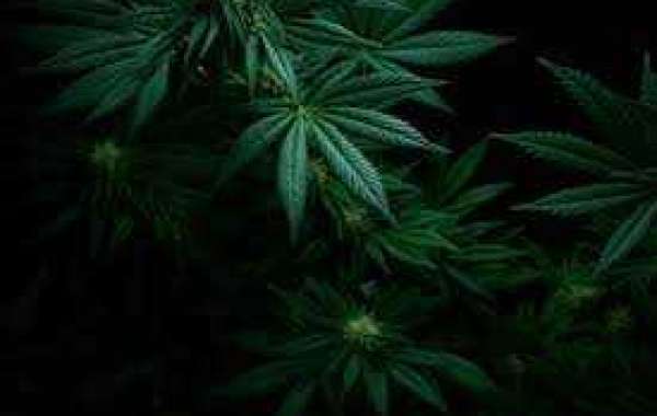 Exploring the Best Weed Dispensaries in Pine Bluff, AR: A Comprehensive Guide