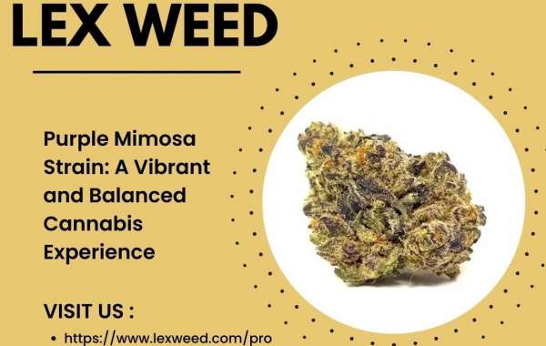  Unleashing the Potential of Purple Mimosa Strain