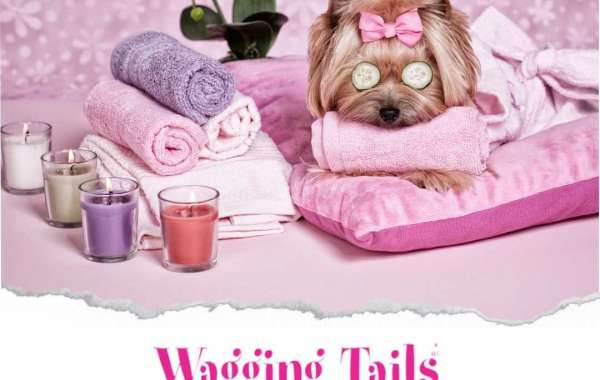 Find the Best Dog Hotel for Your Furry Friend