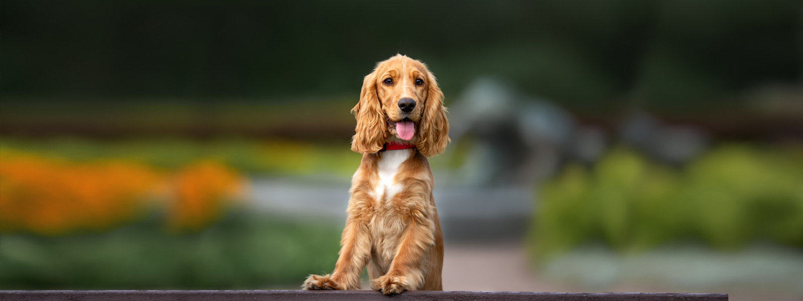 Cocker Spaniel Puppies for Sale