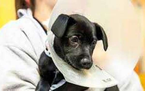 Spaying Your Dog at PetSmart: A Complete Guide to Costs and What to Expect