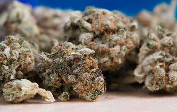 ILoveGrowingMarijuana Reviews: What Customers Are Saying About This Popular Seed Bank