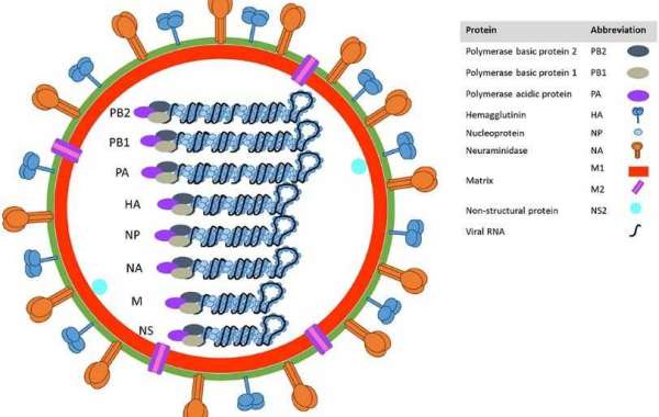 Influenza A Virus Mouse Models for Accelerated Research