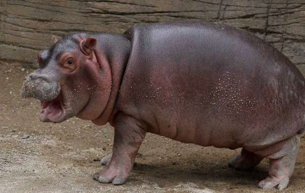 Meet Moo Deng: The Adorable Baby Hippo Stealing Hearts Online—Is She the Next Viral Sensation?