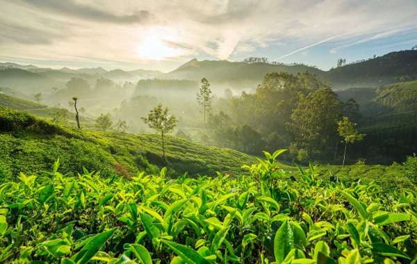 Kochi to Munnar Cab