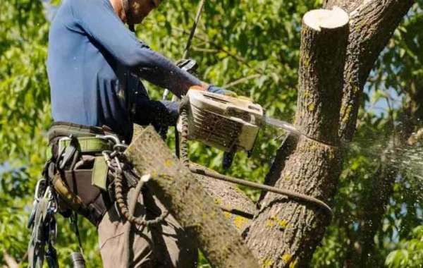 Top-Rated Tree Services in Sacramento: Expert Care for Your Trees