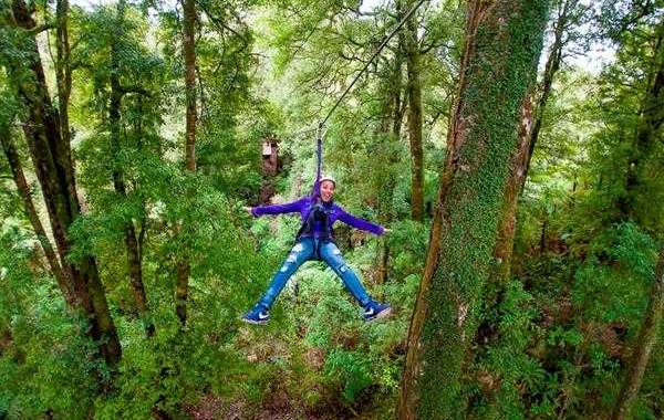 From Forest Floors to Treetops: My Ziplining Journey in Rotorua