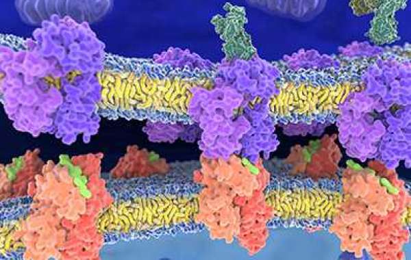 Leveraging the Potential of Peptides: Advances in Antimicrobial and Cell-penetrating Uses