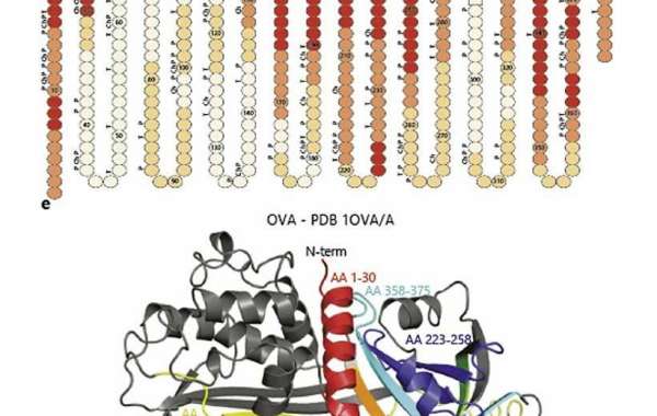 Ovalbumin Epitope Peptide Antibodies for Immunological Research
