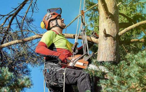 Houston's Best Tree Company: Affordable & Professional Service