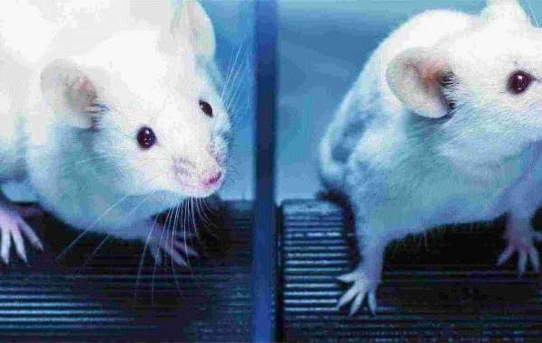 Advancements in In Vivo Models and Imaging for Radiopharmaceutical Research