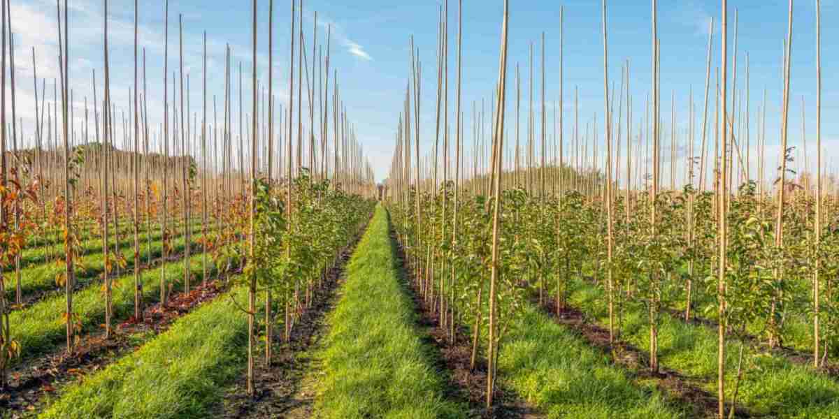 Bamboo Canes: The Sustainable Choice for Garden Support