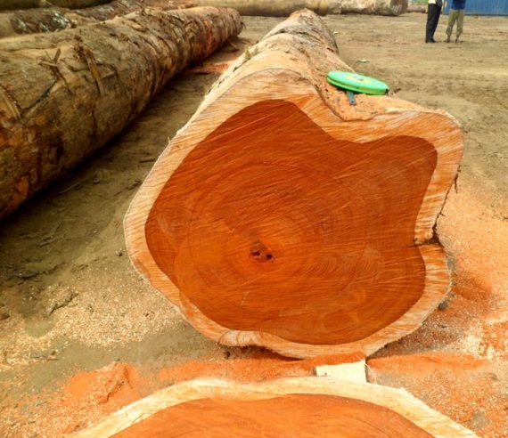 Buy Padauk Wood : Top Suppliers, Wholesalers, & Exporters