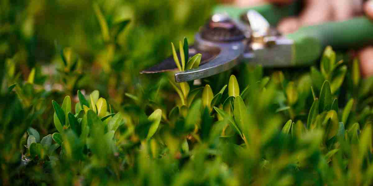 How Regular Lawn Care in Auckland Saved Me Time and Effort