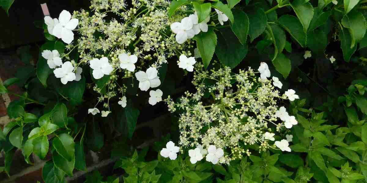 The Case for Banning Synthetic Insecticides in Flower Agriculture