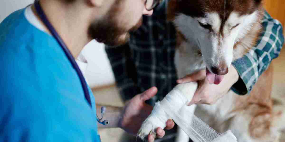 Pet Dermatology Specialists: Advanced Care for Healthy, Happy Pets