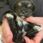 Hudson Valley Yorkies