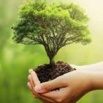 Buy a Tree In Memory Of Someone