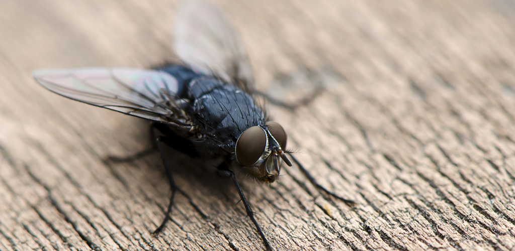 Best Fly Control Services Dallas Fort Worth TX