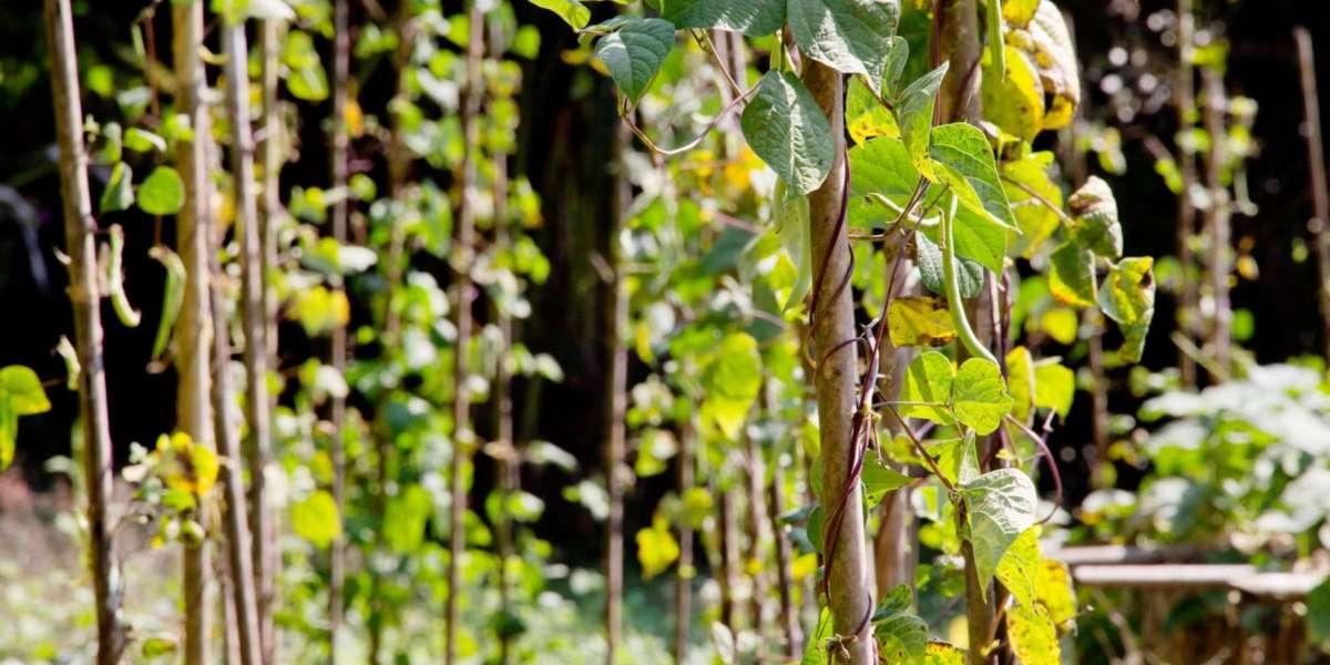 The Eco-Friendly Choice: Bamboo Stakes for Plant Support